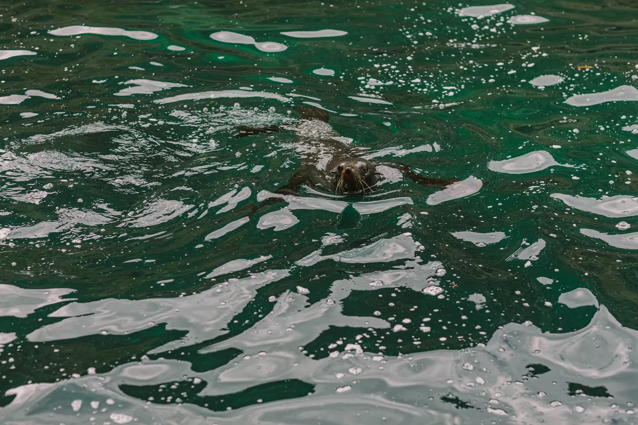 Sea Lion