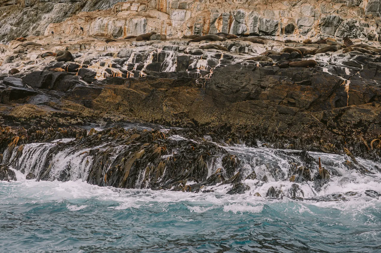 Sea Lions