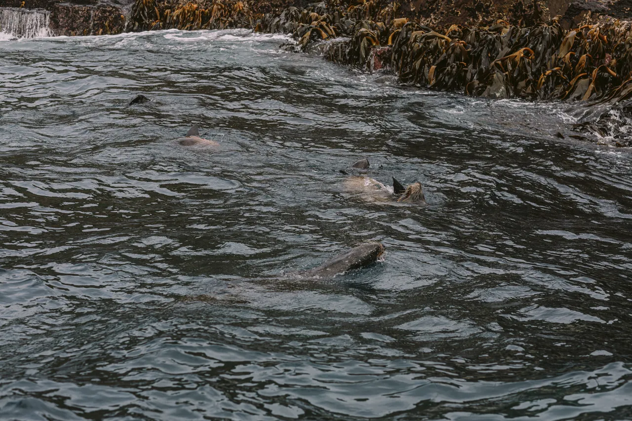 Sea Lions