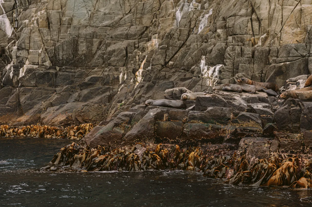 Sea Lions