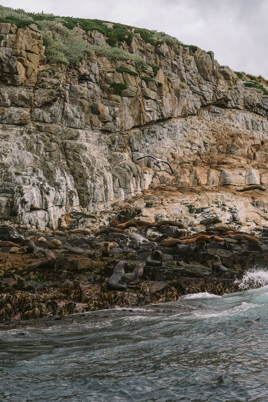 Sea Lions