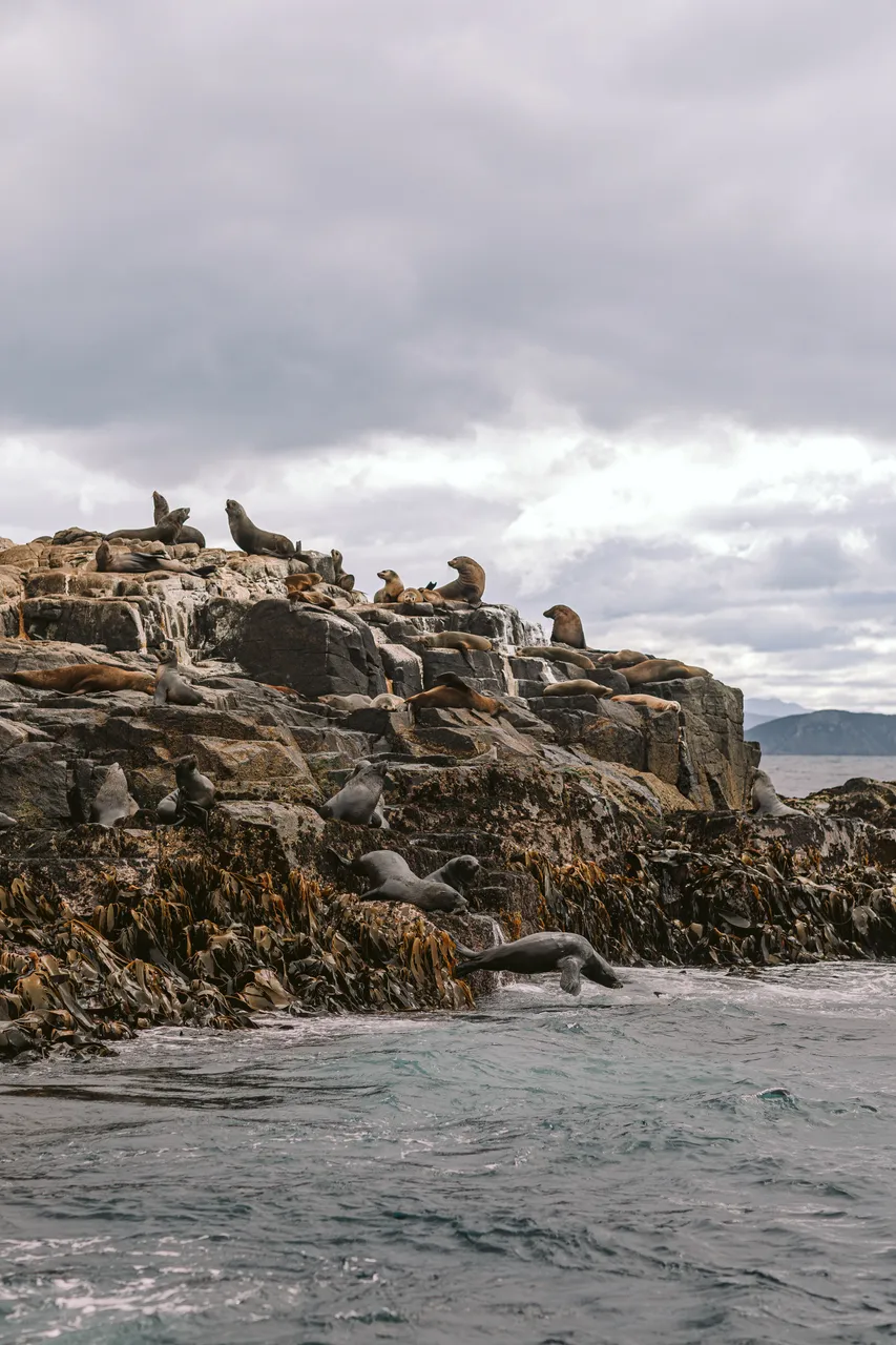 Sea Lions