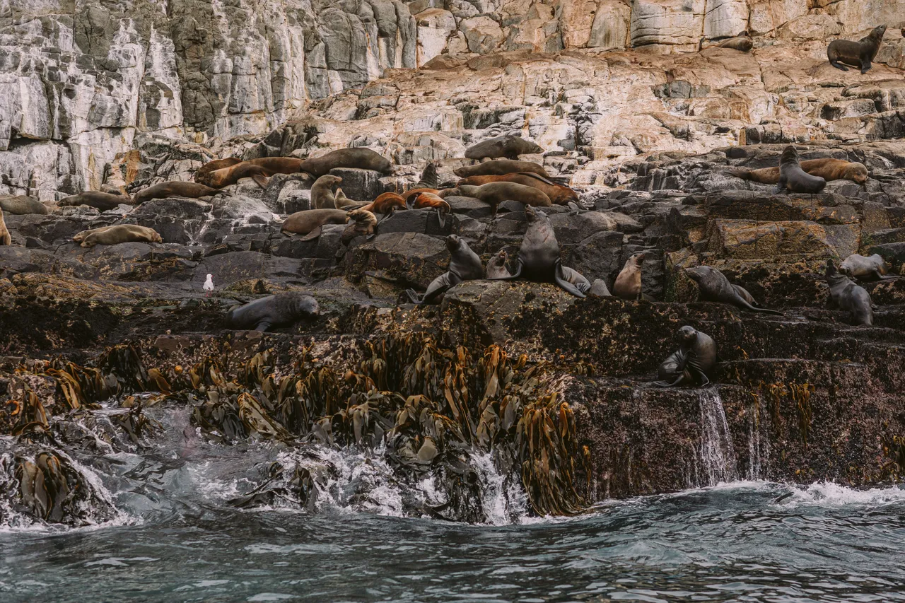 Sea Lions