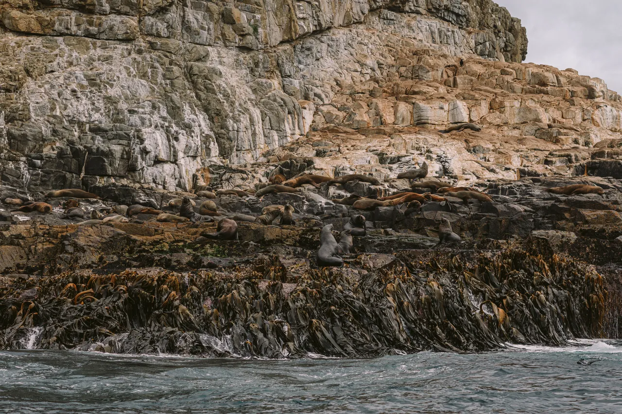 Sea Lions