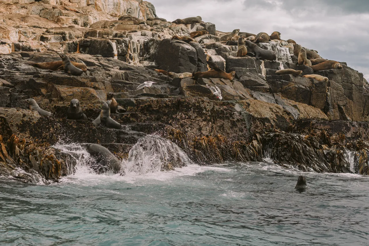 Sea Lions