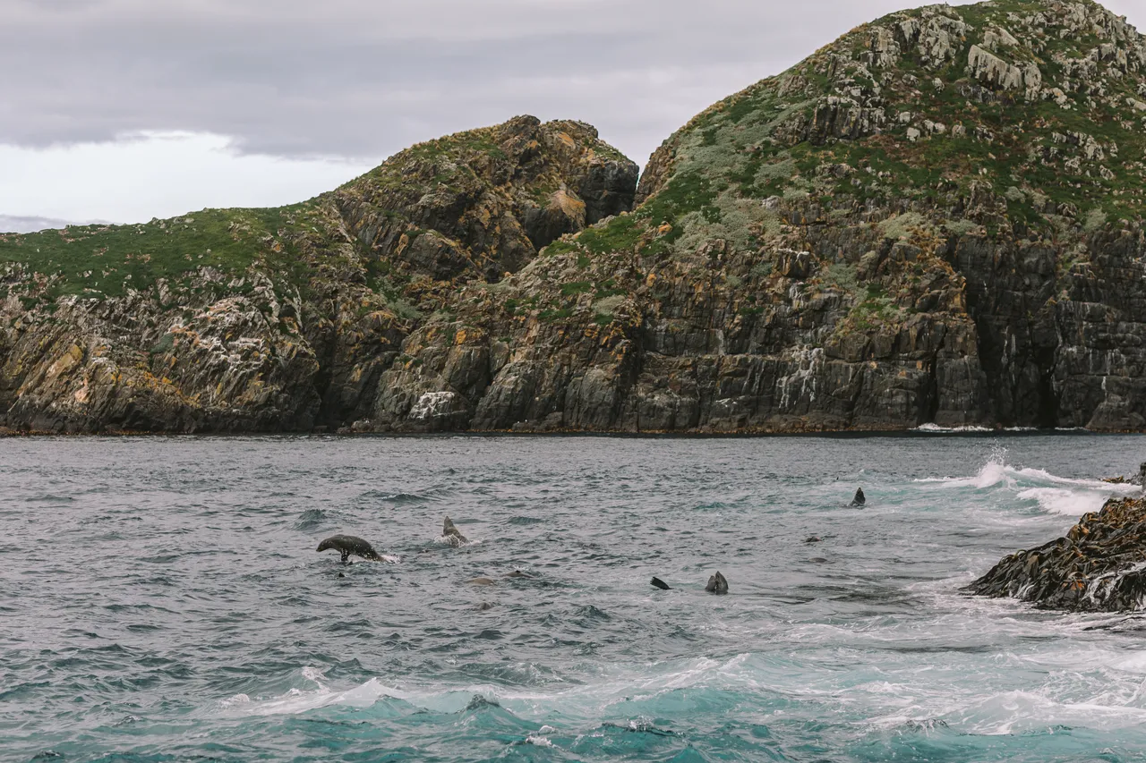 Sea Lions
