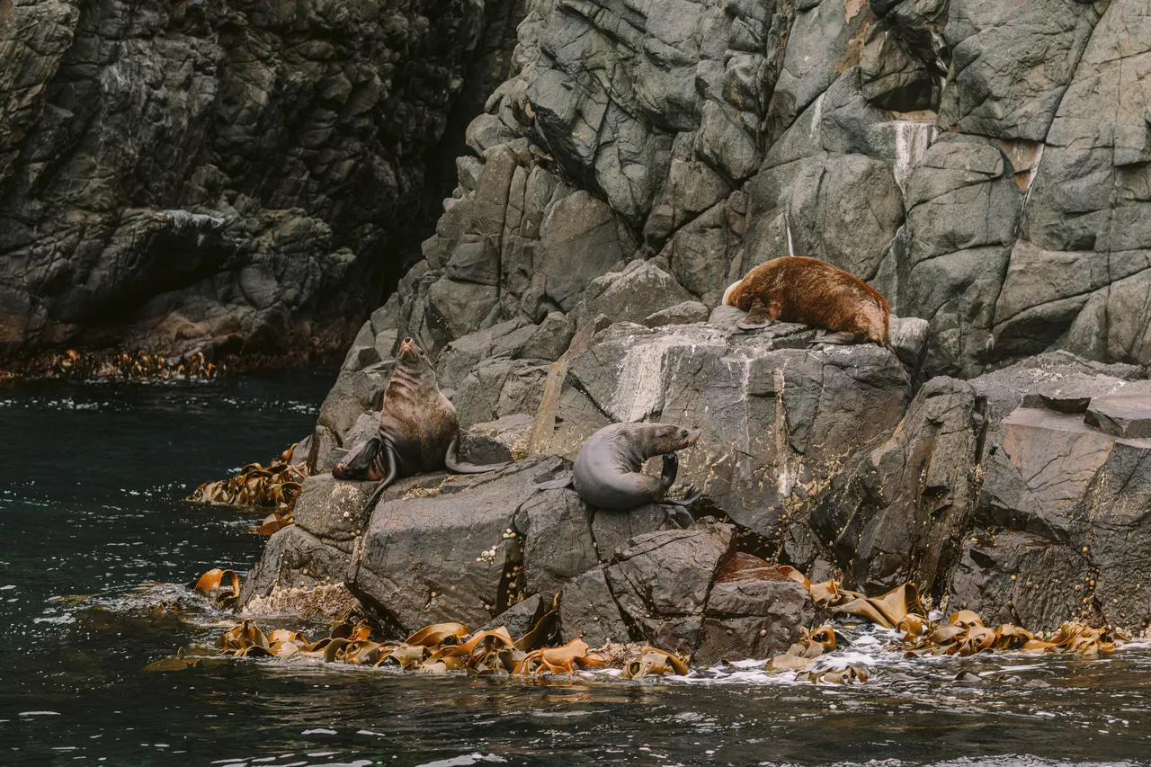 Sea Lions