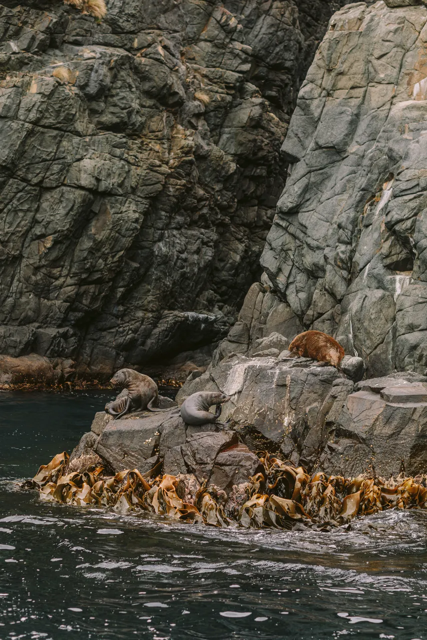 Sea Lions