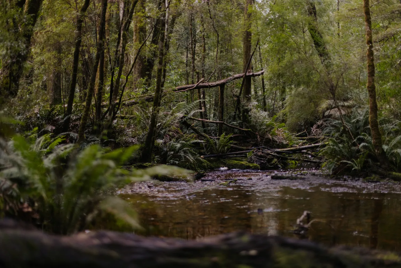 Hogarth Falls Trail