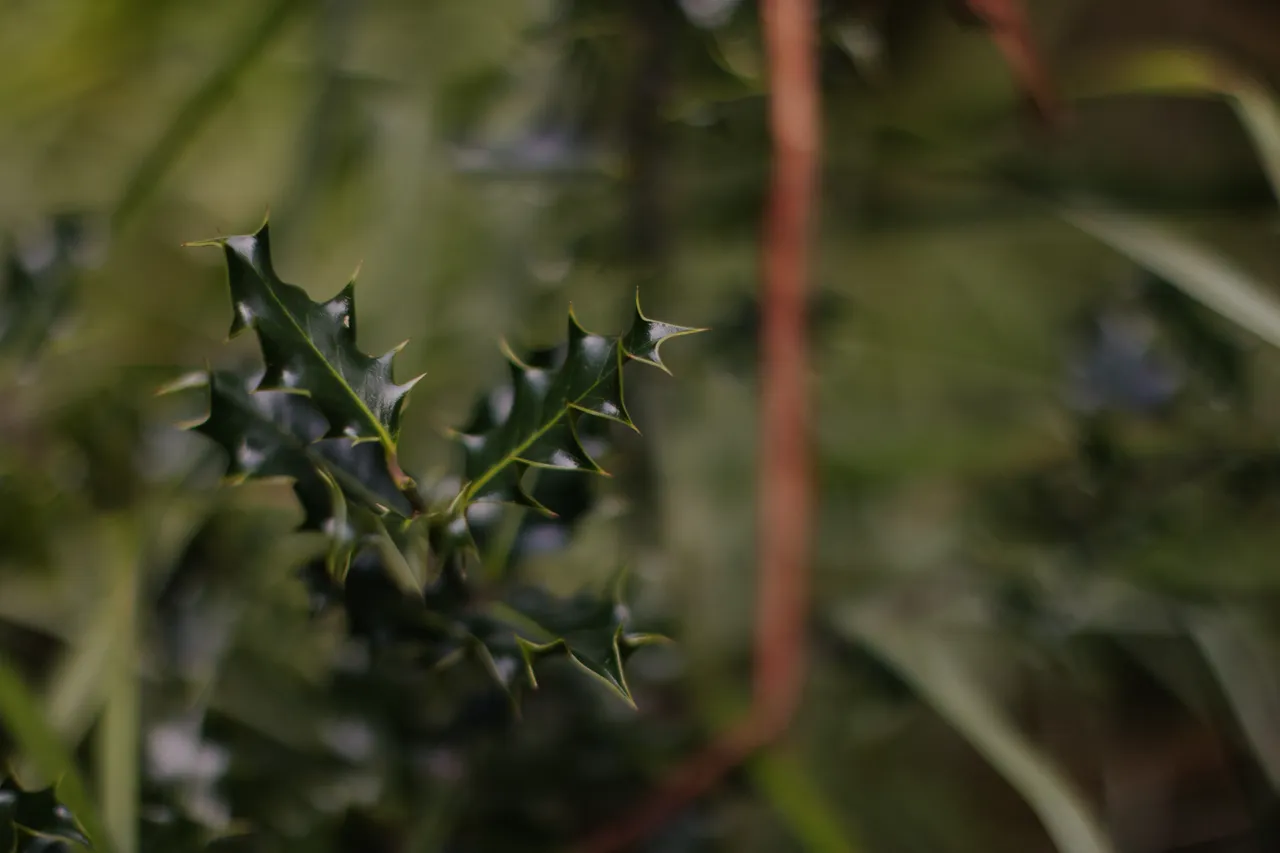 Common Holly