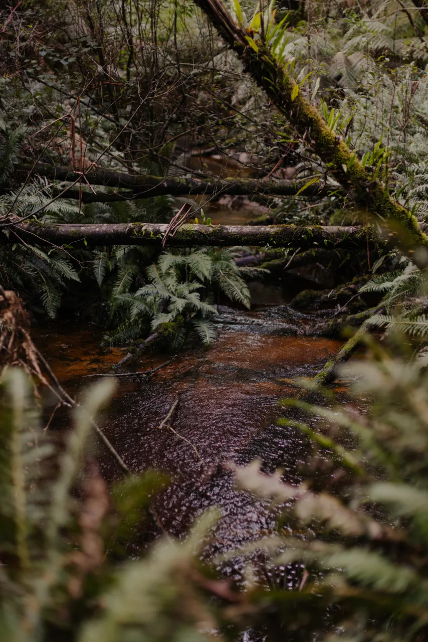 Hogarth Falls Trail
