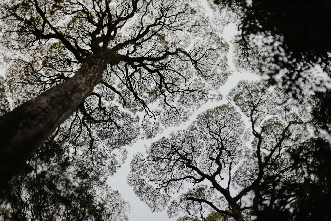 Tree Canopy