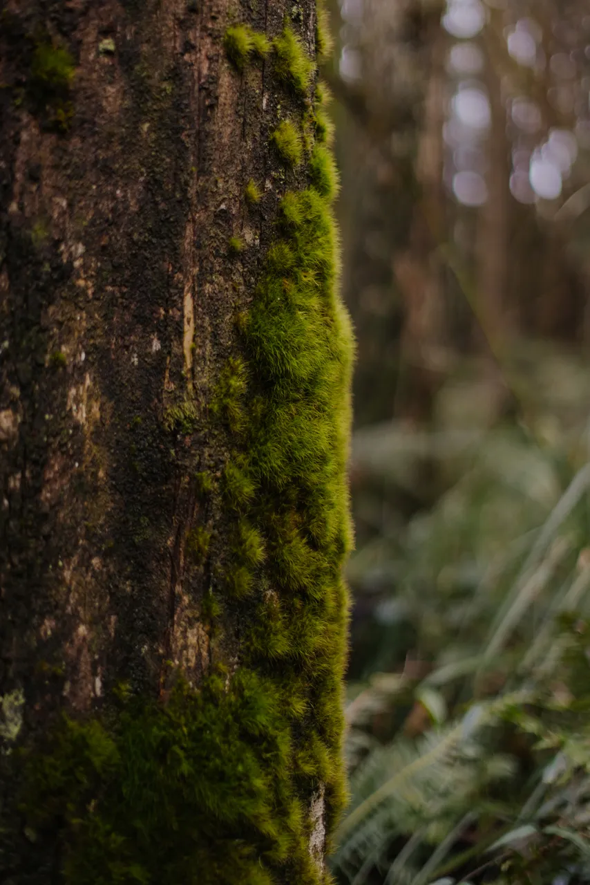 West Coast Textural