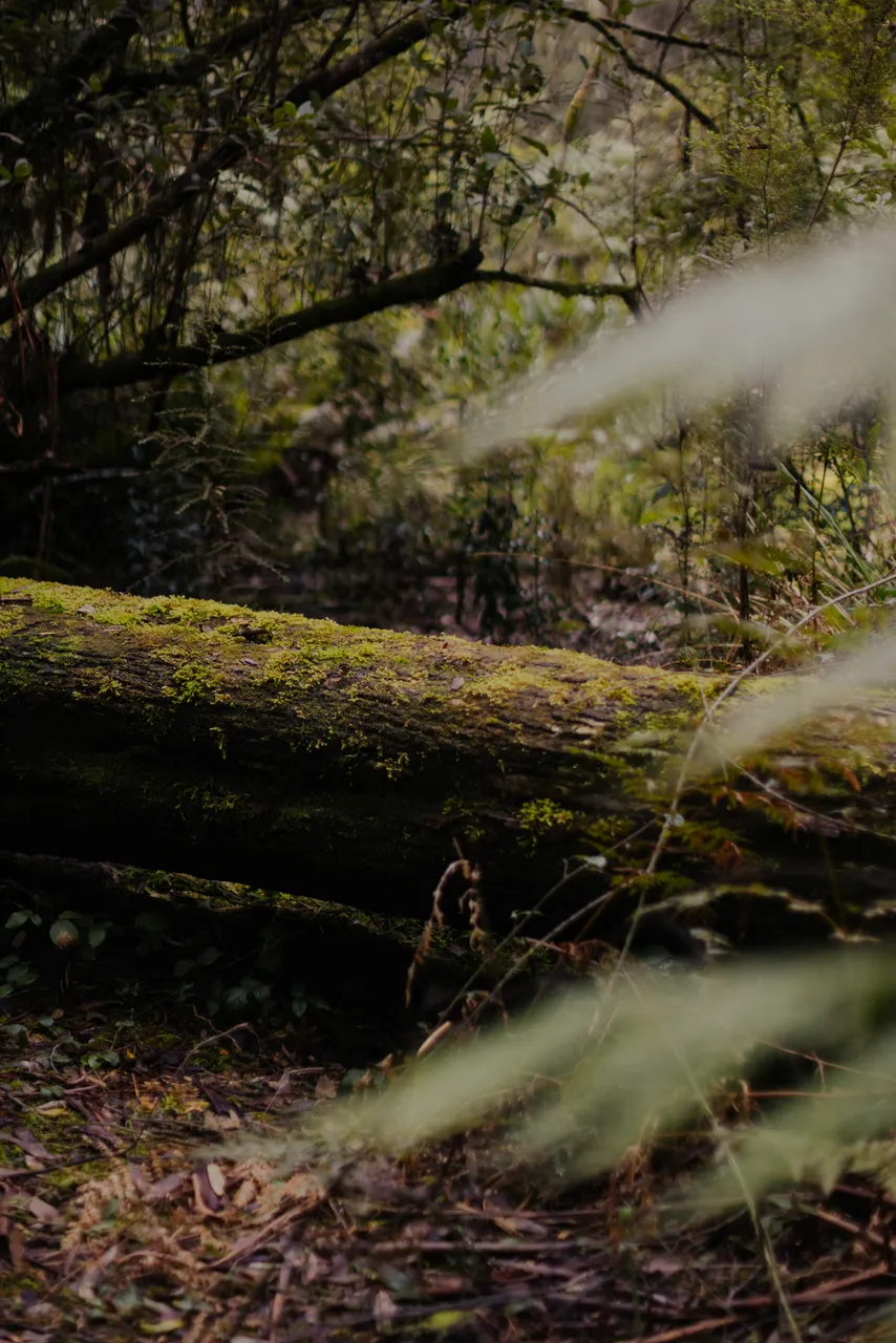 Hogarth Falls Trail
