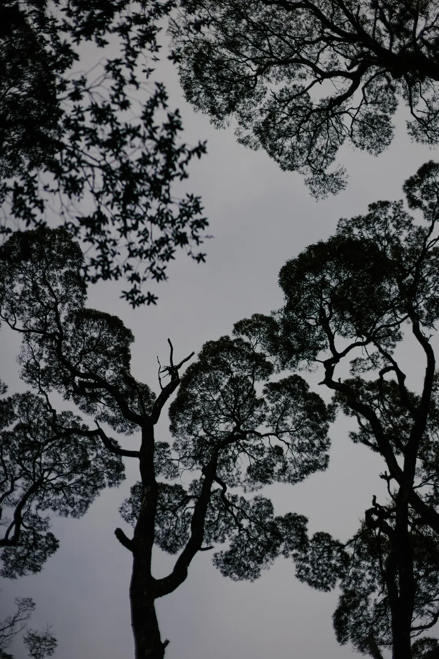 Tree Canopy