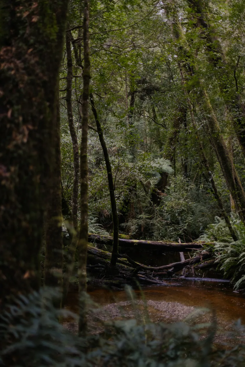 Hogarth Falls Trail