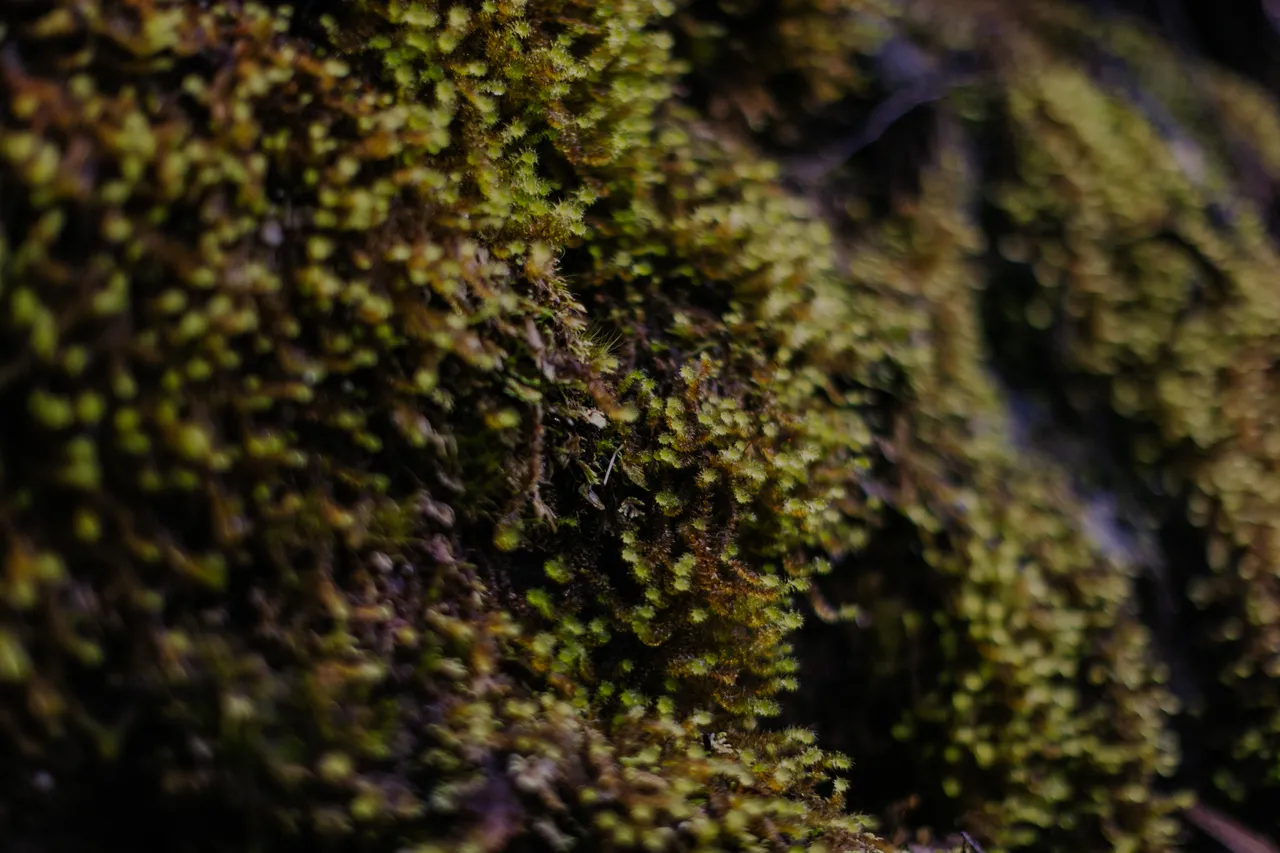 West Coast Textural