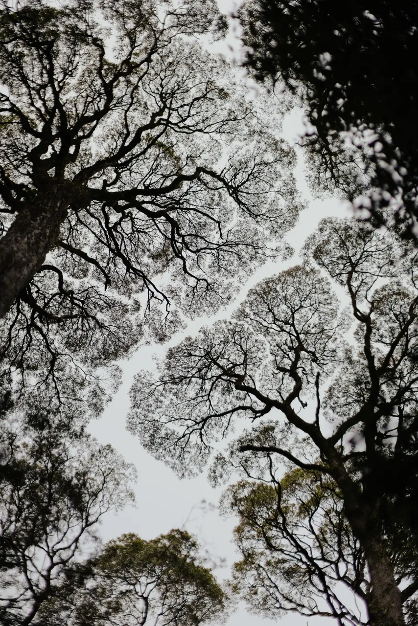 Tree Canopy