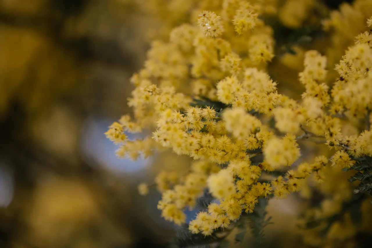 Silver Wattle (acacia dealbata)