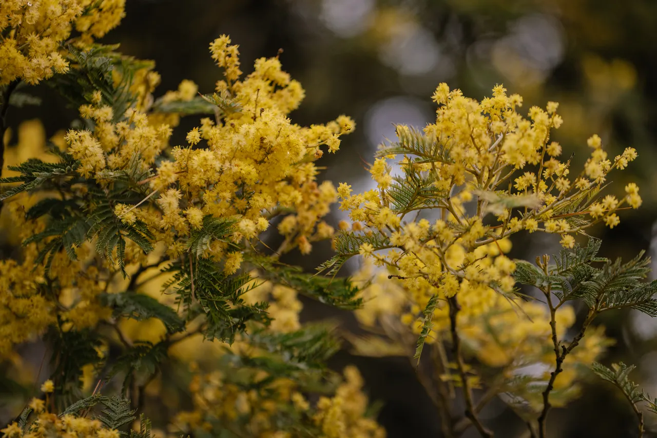 Silver Wattle (acacia dealbata)