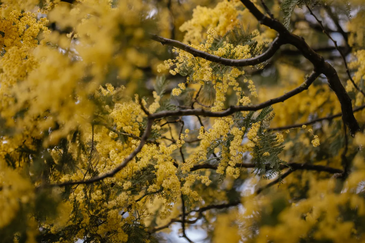 Silver Wattle (acacia dealbata)
