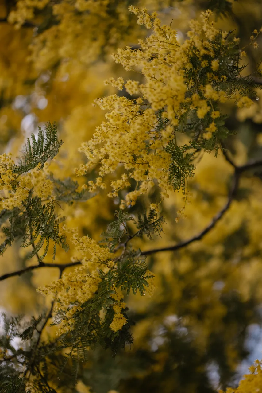 Silver Wattle (acacia dealbata)