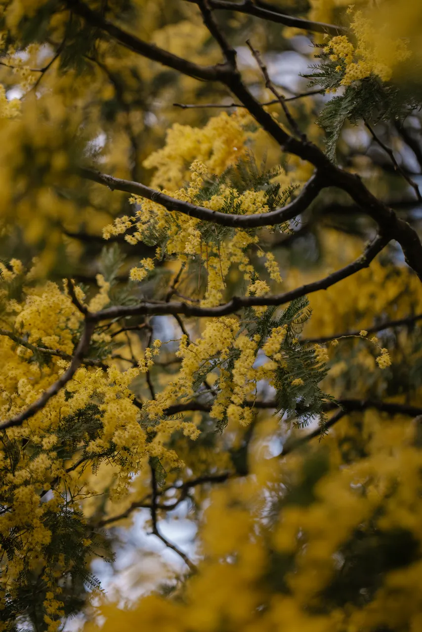 Silver Wattle (acacia dealbata)