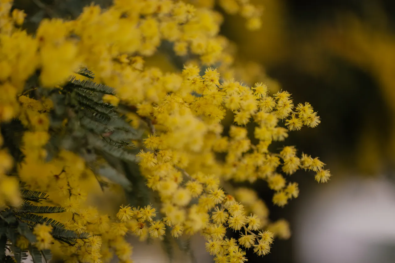 Silver Wattle (acacia dealbata)