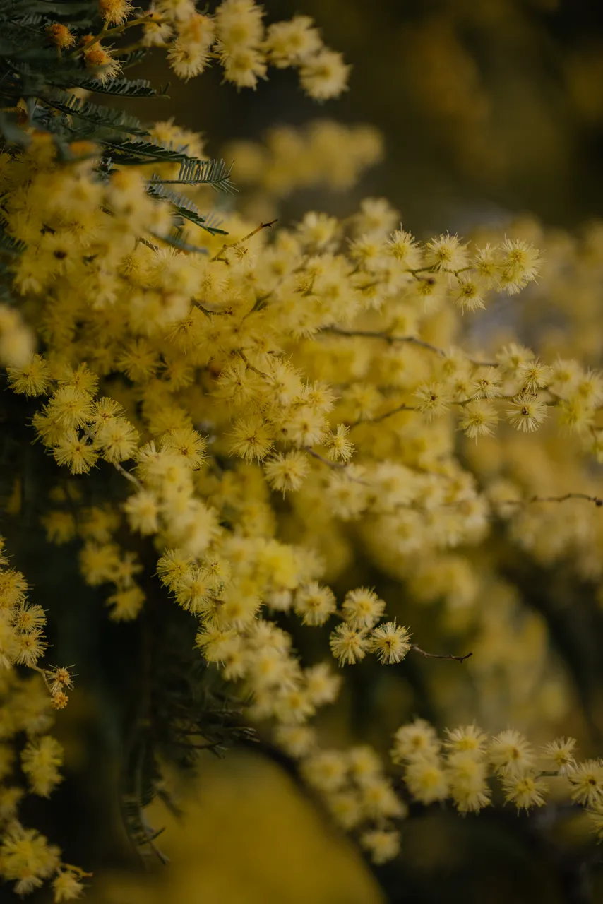 Silver Wattle (acacia dealbata)