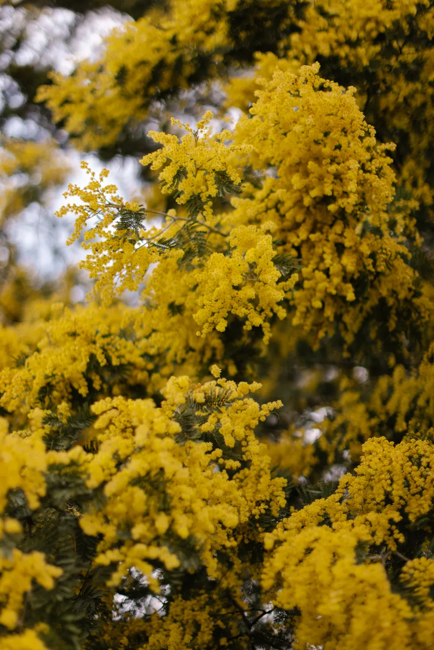 Silver Wattle (acacia dealbata)