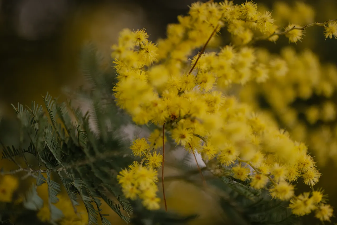 Silver Wattle (acacia dealbata)