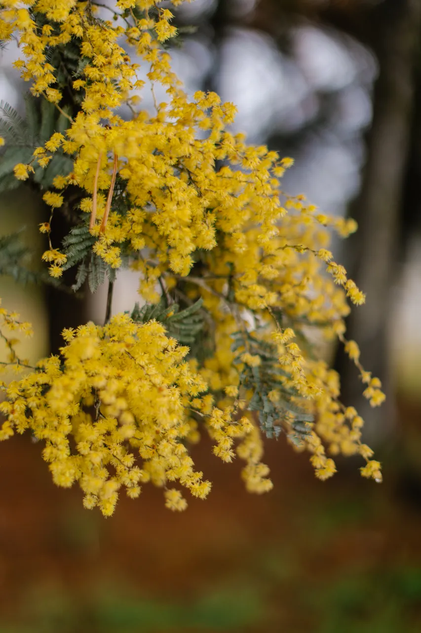 Silver Wattle (acacia dealbata)