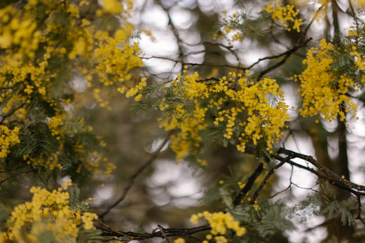 Silver Wattle (acacia dealbata)