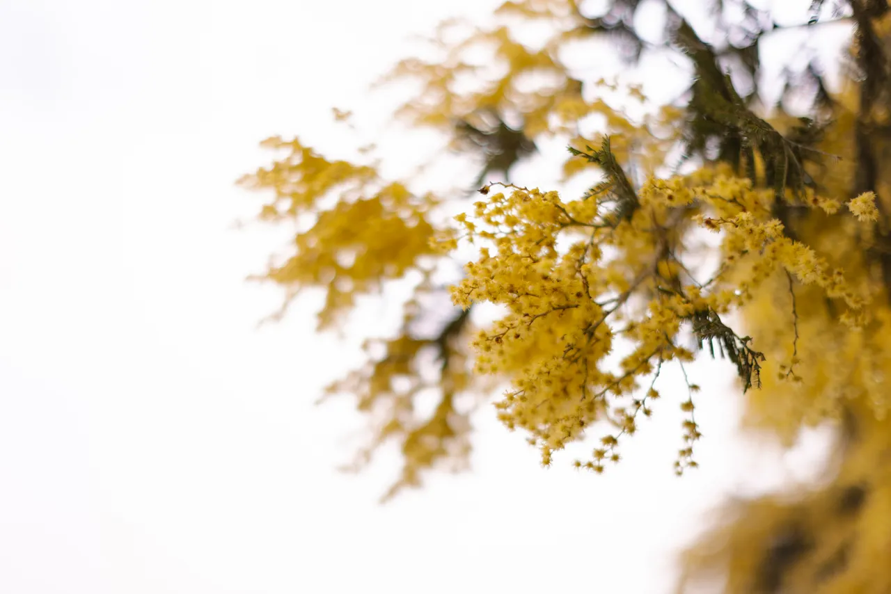Silver Wattle (acacia dealbata)