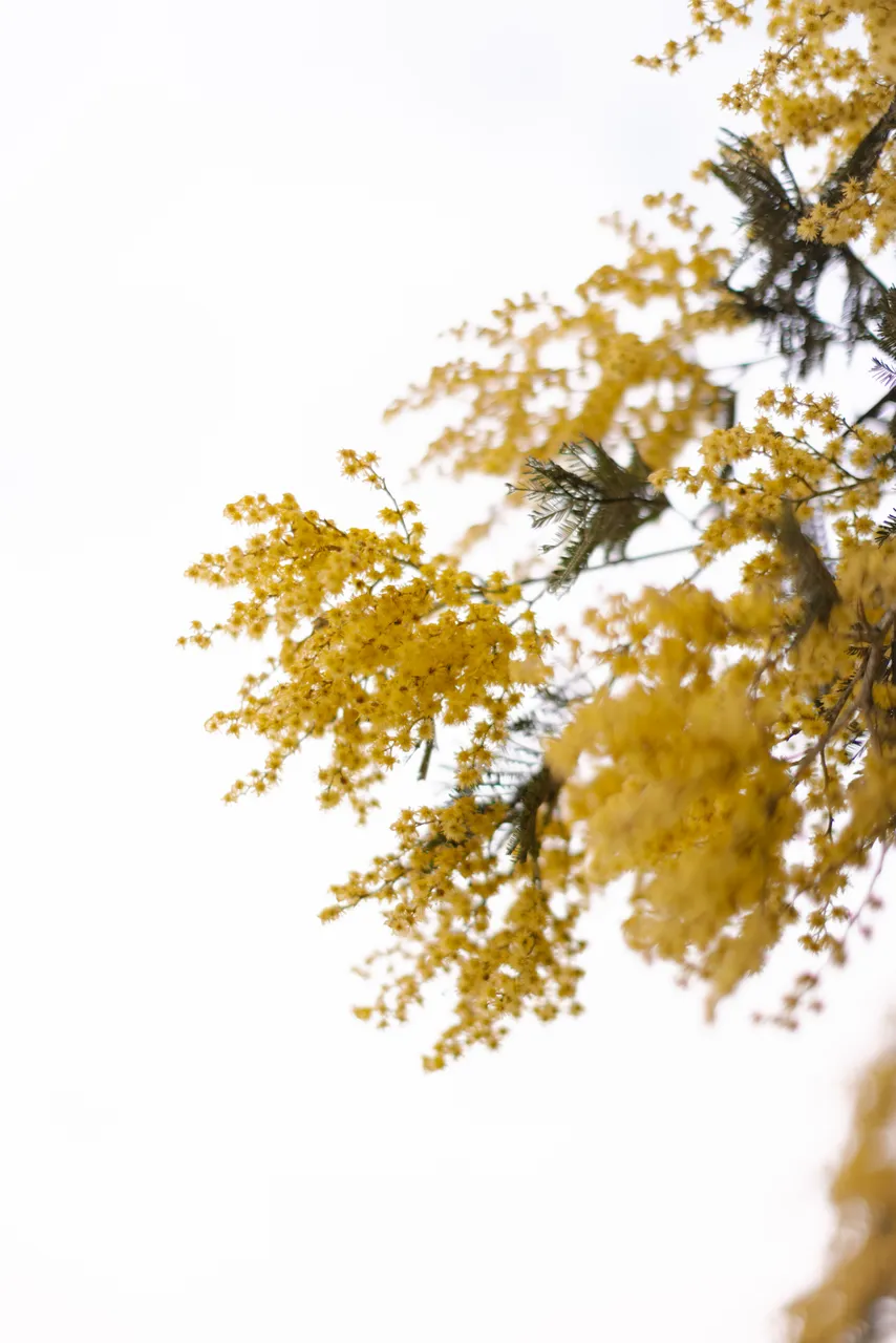 Silver Wattle (acacia dealbata)