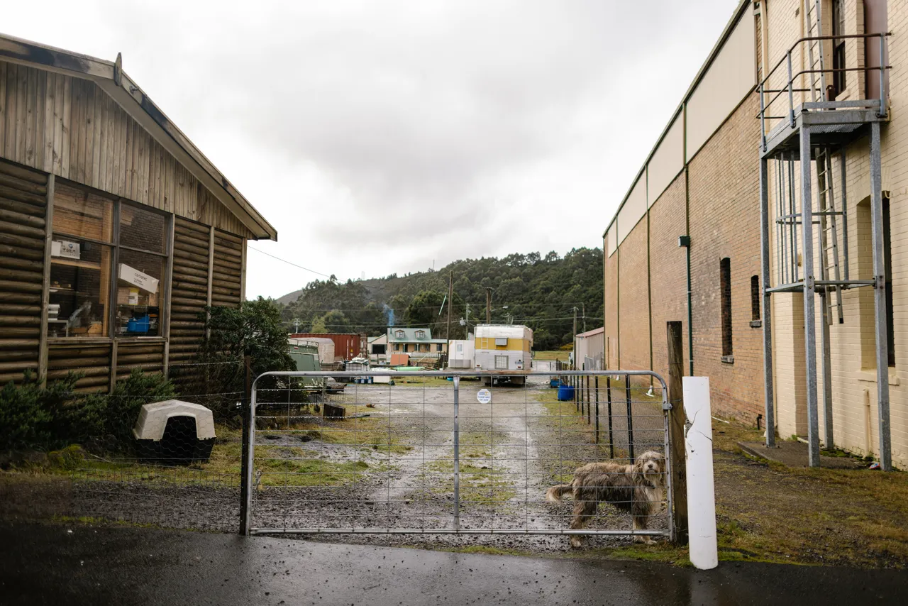 Dog in Zeehan