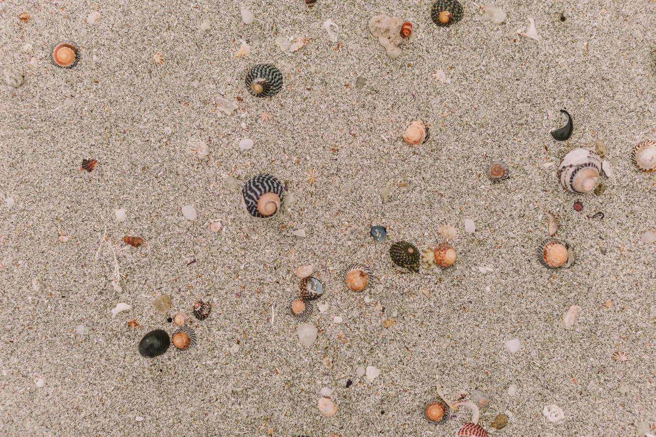 Killiecrankie Beach Shells