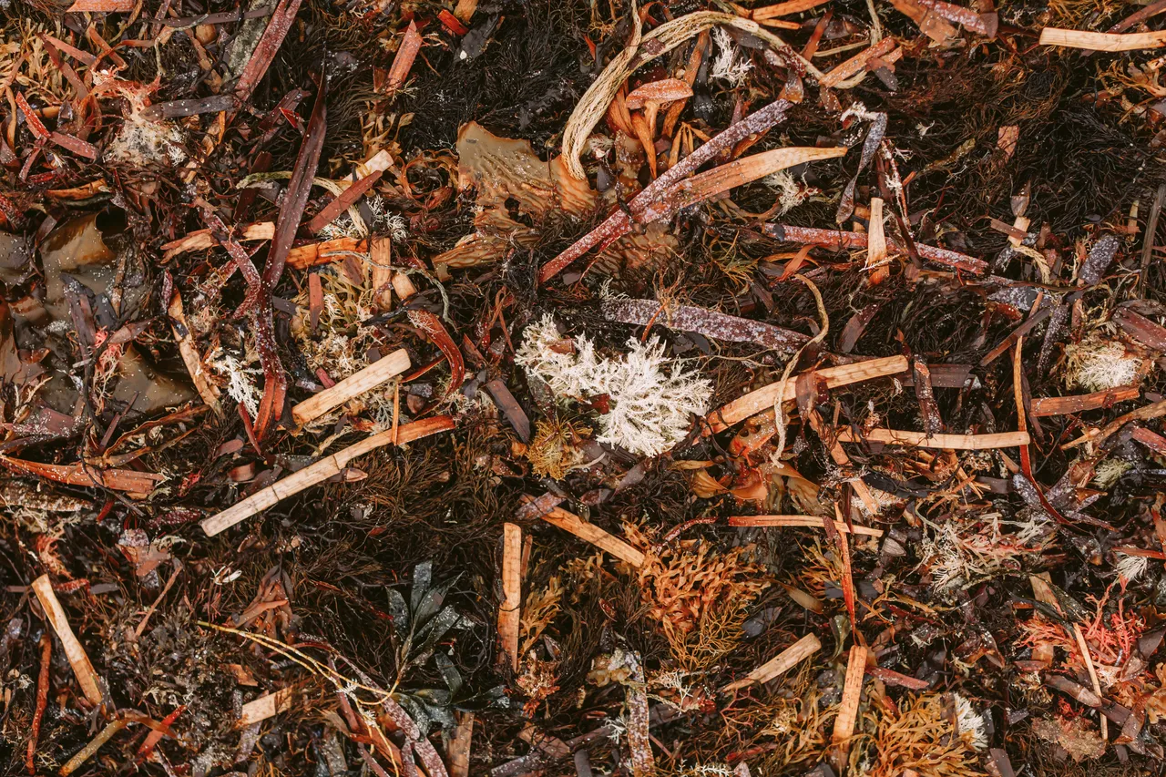 Killiecrankie Beach Seaweed