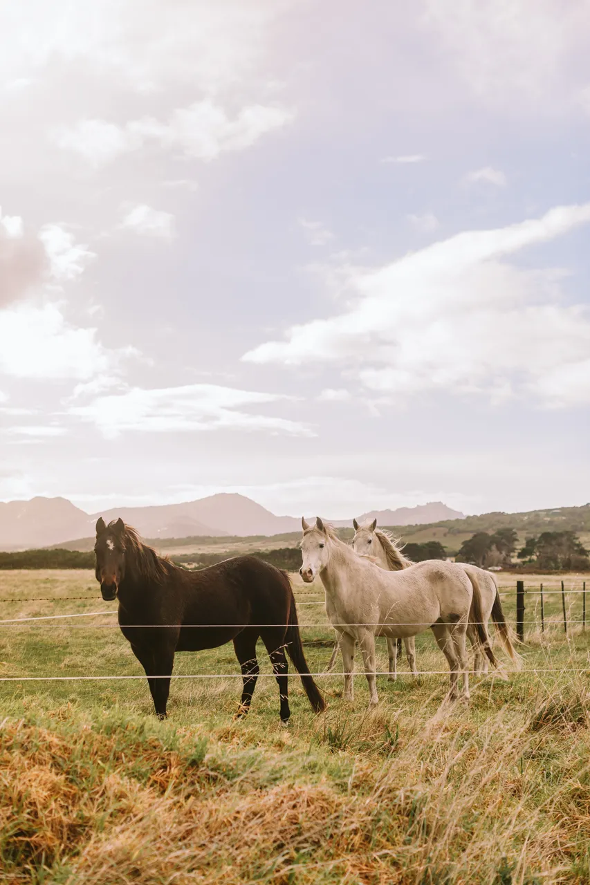 Flinders Island Horses