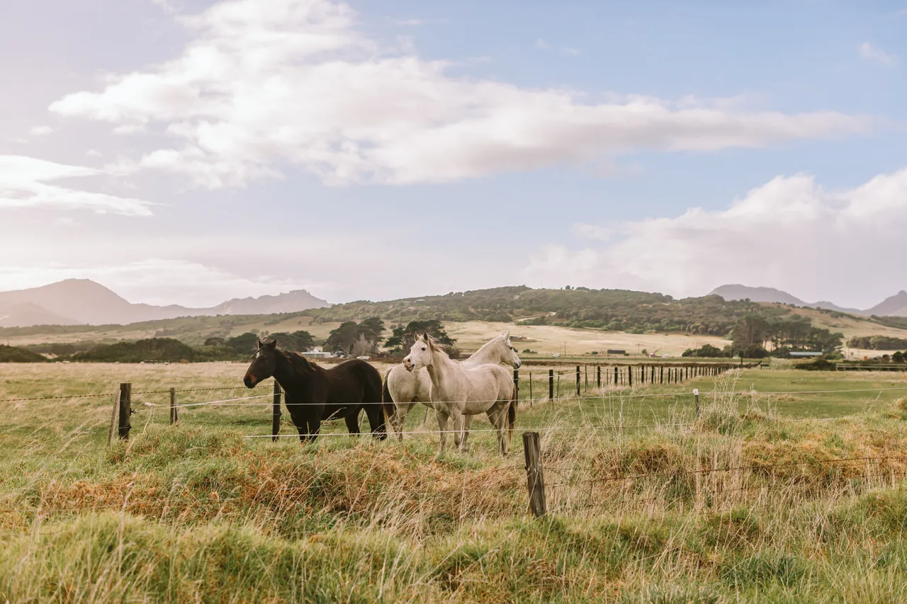 Flinders Island Horses