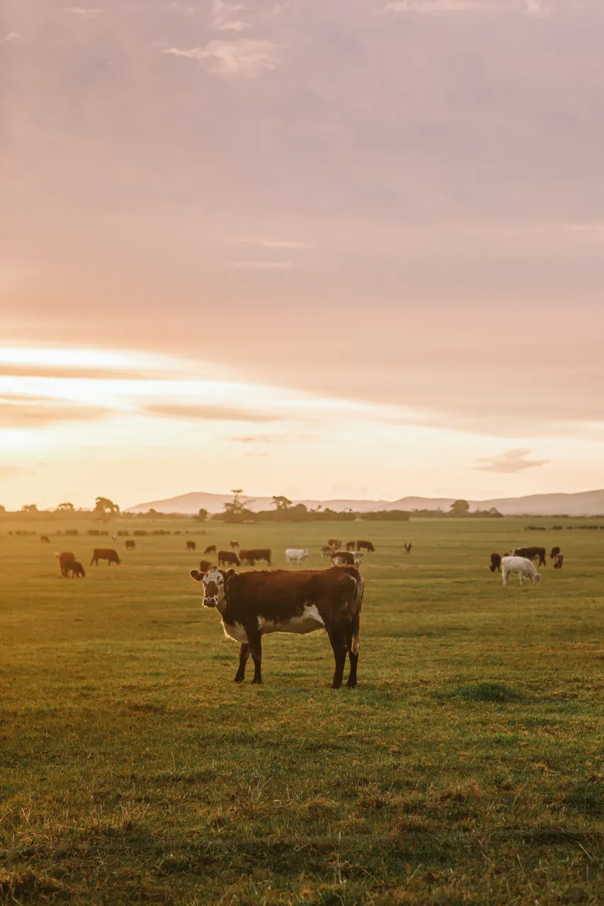 Flinders Island Cows