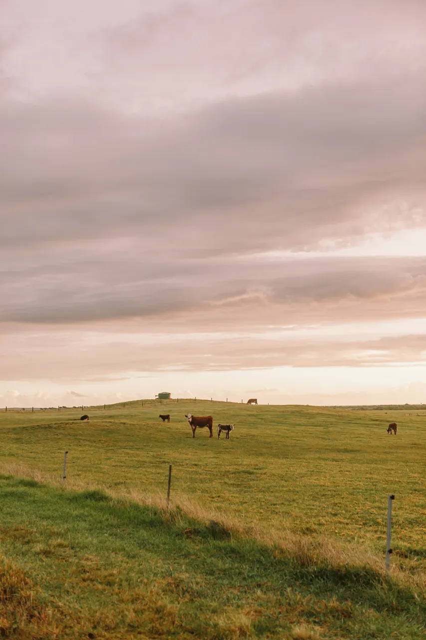 Flinders Island Cows