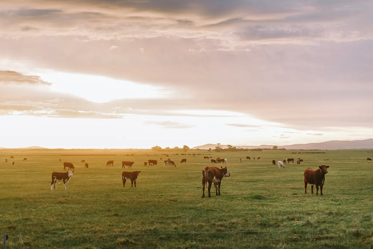 Flinders Island Cows