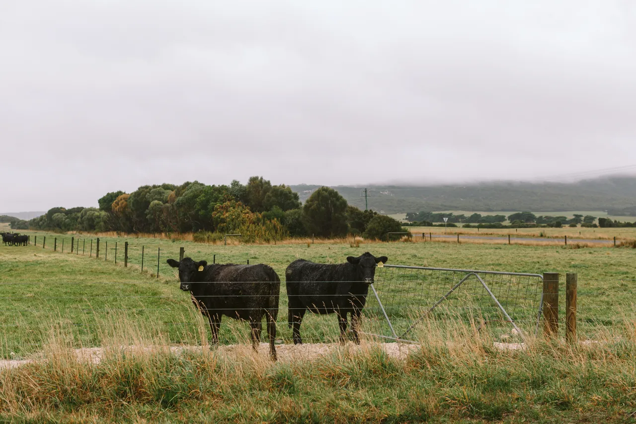 Flinders Island Cows