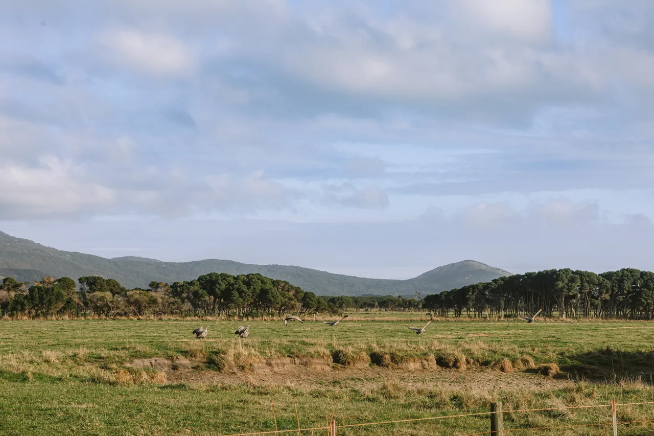 Cape Barren Geese
