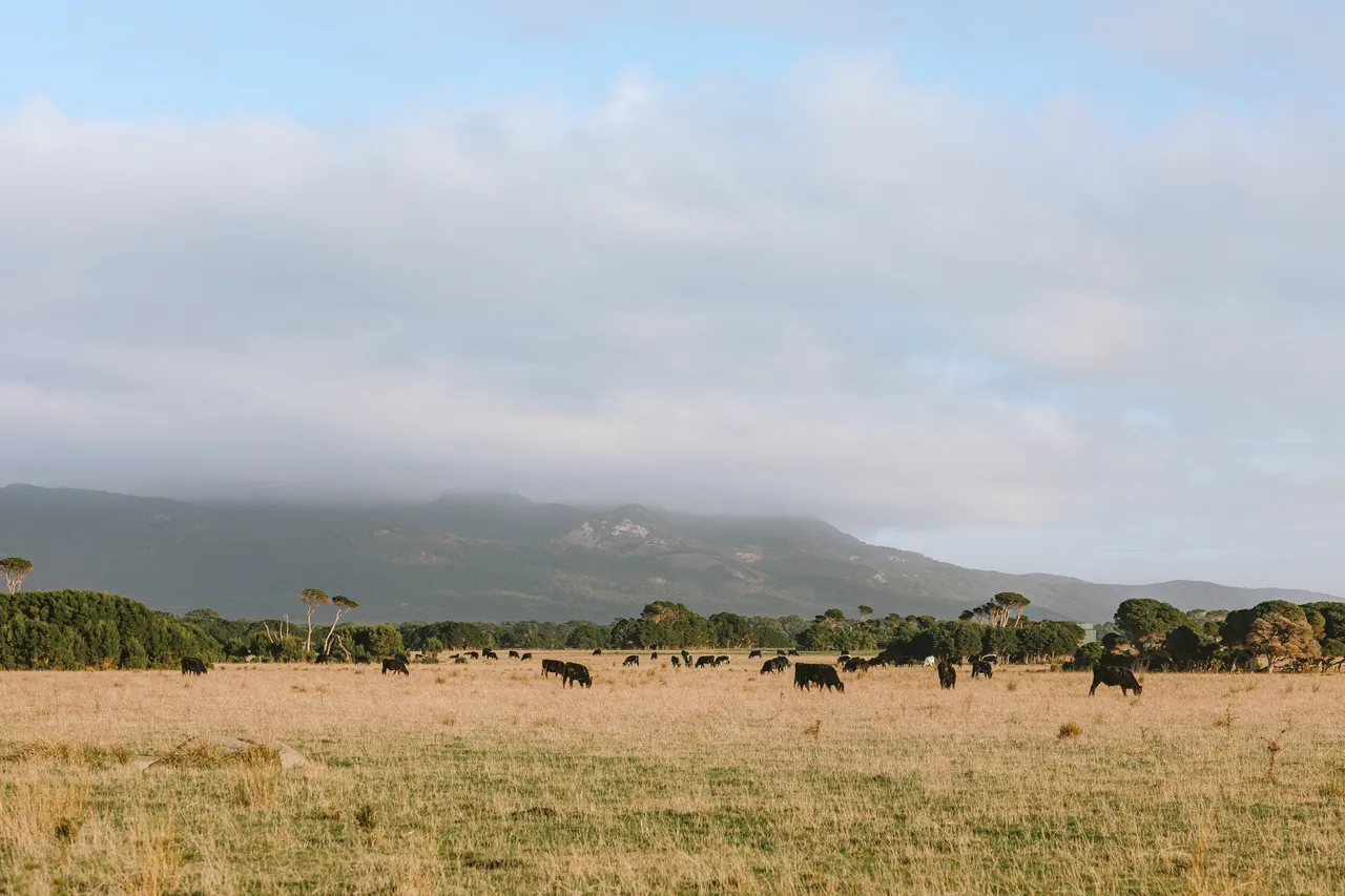 Flinders Island Cows