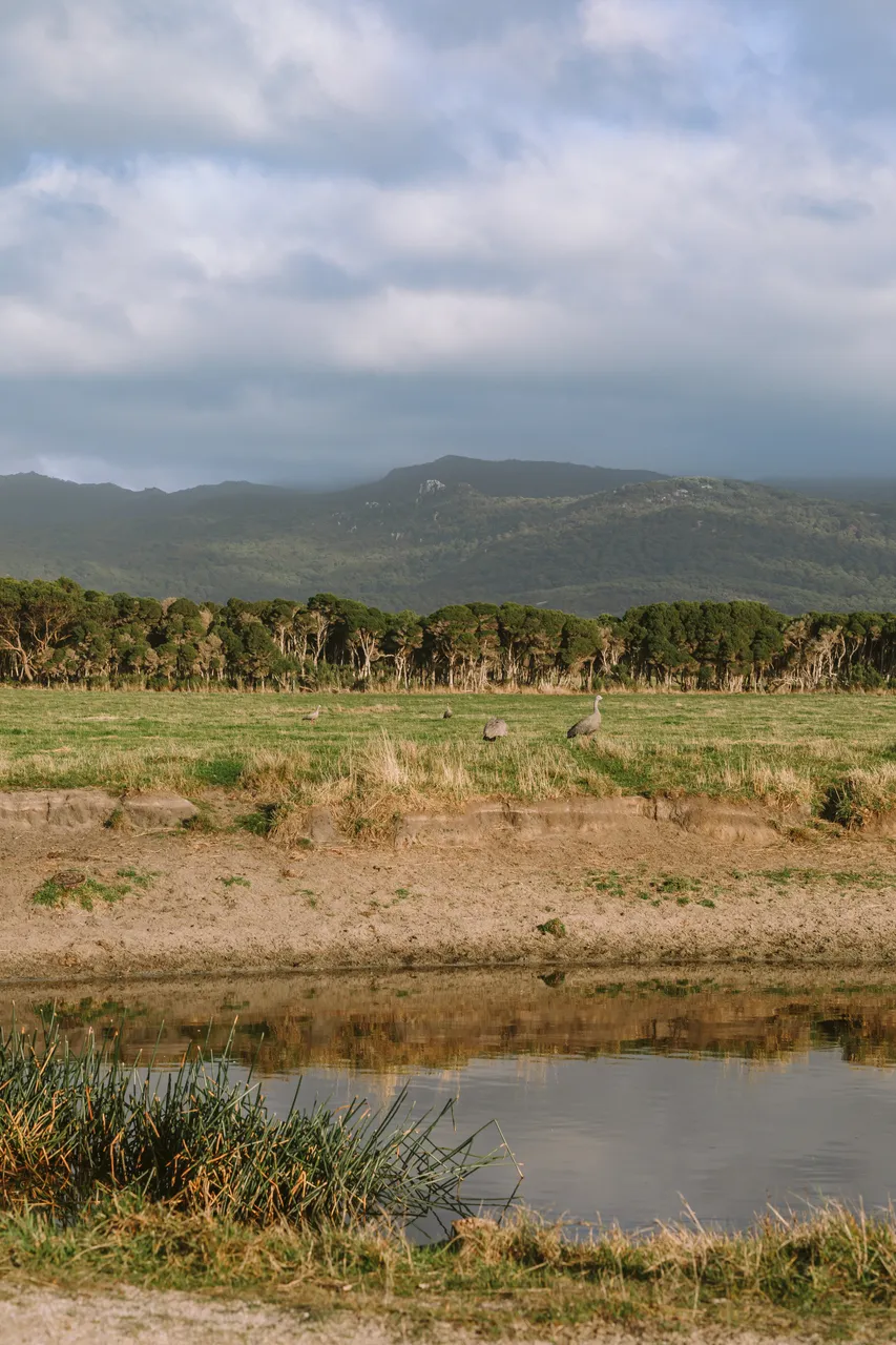 Cape Barren Geese