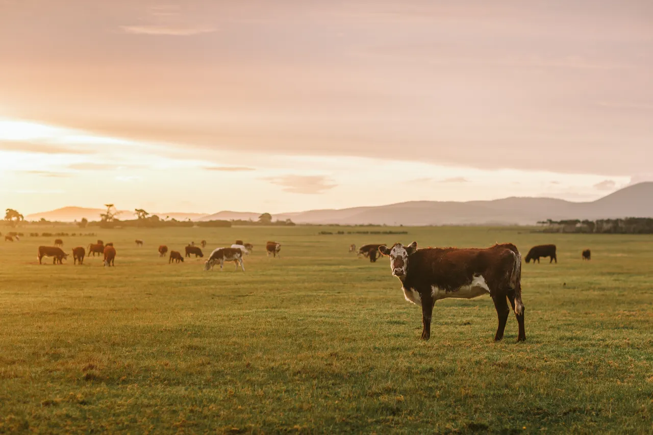 Flinders Island Cows