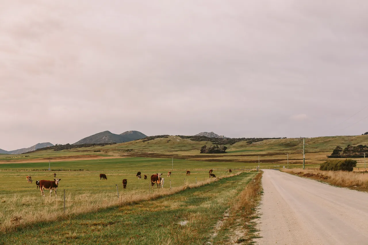 Flinders Island Cows
