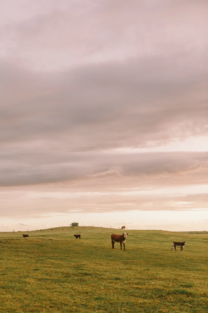 Flinders Island Cows
